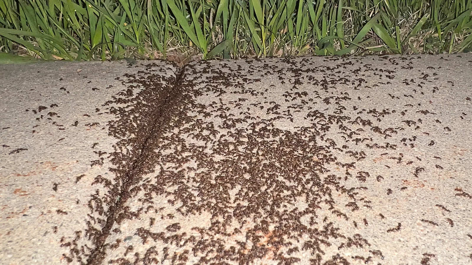 Ants foraging as a swarm